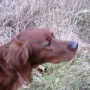 Da hab ich was in der Nase.