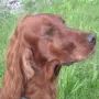 Yaska ist zu Conny und Uli Andre ins Saarland gezogen.
