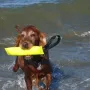 Yaska im Urlaub, bald 11 Jahre