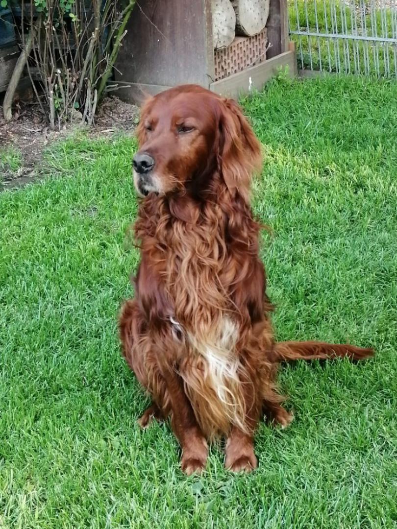 Pitt 10 Jahre jung