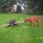 Pitt ist bei Susanne sehr beschäftigt, hier mit einem Besuch.