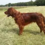 Pitt im Juni 2014
