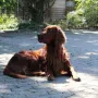 Pitt im Alter von 5 Jahren