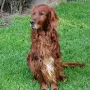 Pitt 10 Jahre jung