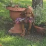 Paula unterstützt Rudi bei der Jagd und nimmt den Platz von Venus ein.