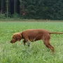 Paula beim Vorstehtraining