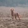 Paula ein perfekter Jagdkamerad