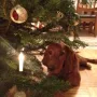 Paula und ihr erstes Weihnachten 2013
