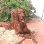 Paula und ihr erster Frühling bei Rudi.