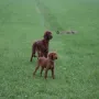 Phyllis ist zu Mira, Renate und Hartmut an die Nordsee gezogen.