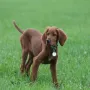 Und unterstützt dort Hartmut bei der Jagd.