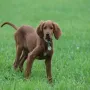 Sie hilft dort auch der Gebirgsjägerpower an der Nordsee.