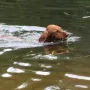 Und ist auch noch eine kleine Wasserratte