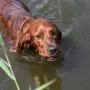 Phyllis, das "Motorboot"