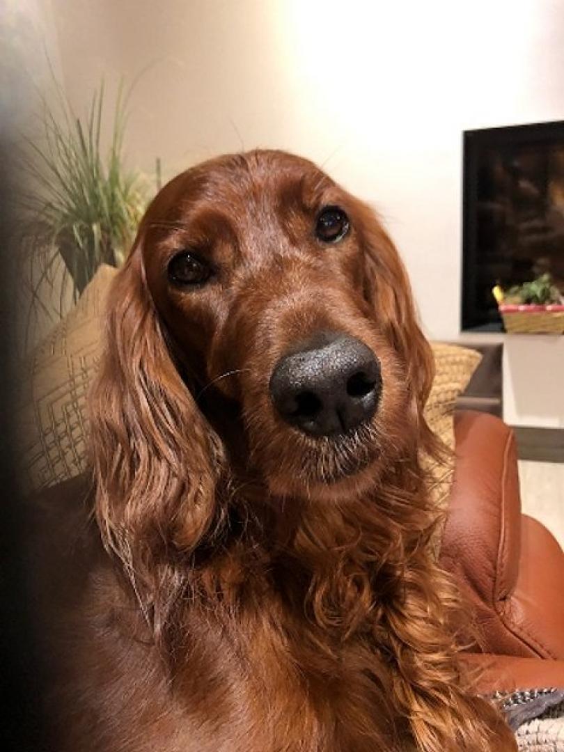 Prada Prosecco 8,5 Jahre 