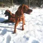 Und im Schnee......