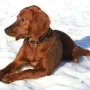 Prada genießt die Sonne im Schnee
