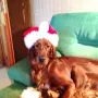 Prada zu Weihnachten 2014