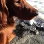 Prada .. schon wieder im Urlaub....