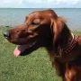 Prada.. wieder mal im Urlaub das hübsche rote Girl