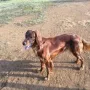Mensch, die Prada hat sich zu einem wunderschönen Hund entwickelt. Super!!!