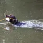 Fleißig Apport im Wasser