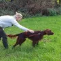 Quinn beim Vorstehtraining