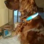 Quinn mit schöner Halsung, die er nicht zur Jagd benutzt