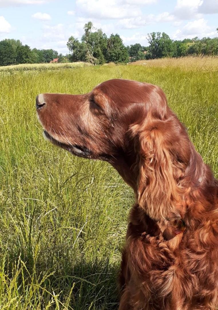 Qing Perro 10 Jahre