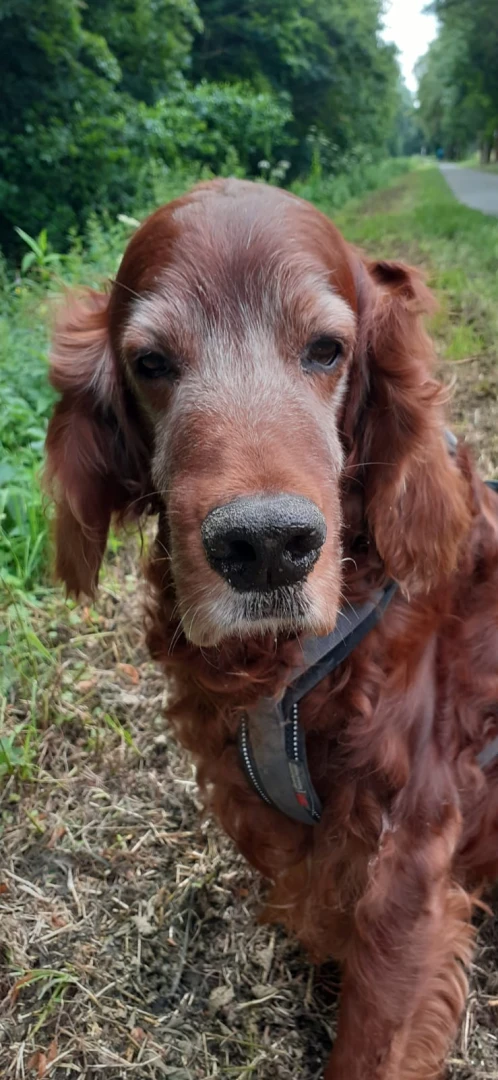 Qing Perro 13 Jahre jung