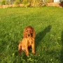 Qing Perro wohnt bei Heidi und Frank in Leipzig