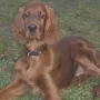 Qing Perro: ein Traum!  