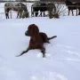 Qing Perro und seine Pferde