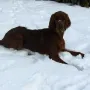 Der Schnee macht ihm Spaß