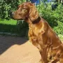 Qing Perro im Mai 2014