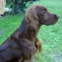 Qing Perro grüßt