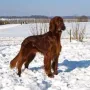 Auch Qing Perro genießt die Sonne