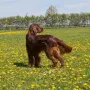 schönes Bild von Qing Perro im April 2016