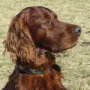 Qing Perro lebt bei Heidi und Frank in Leipzig