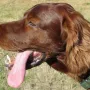 Qing Perro genießt das Leben bei Heidi und Frank