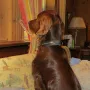 Qing Perro, ein neugieriger Bub