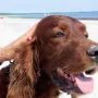 Qing Perro im Urlaub an der Ostsee