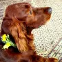Qing Perro an seinem 6. Geburtstag