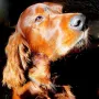Qing Perro zeigt sich sehr edel