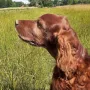 Qing Perro 10 Jahre