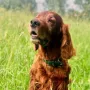 Quing Perro 11,5 Jahre