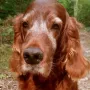 Qing Perro ist 12 Jahre alt und sieht aus wie ein Model