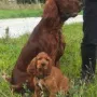 Quartus ist auch weit gezogen, zu Iris und Claus-Peter nach Leipzig und zu seinem roten Freund Ivanhoe Fearless Hunter.