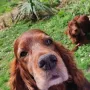 Quartus bald 11 Jahre alt