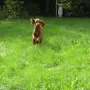 Und schon ein richtiger Sausewind.